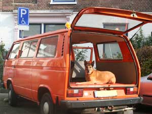 VW T3 luchtgekoelde kombi met hond achterin